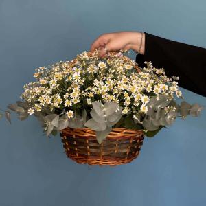 «Жемчужина красоты»